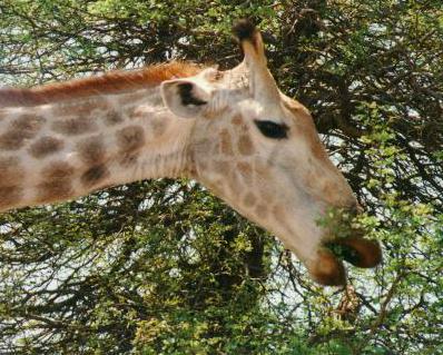 Giraffe