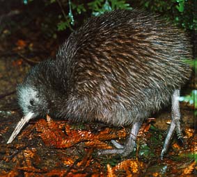 Der Kiwi