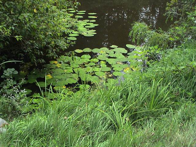 Teich mit Polfilter