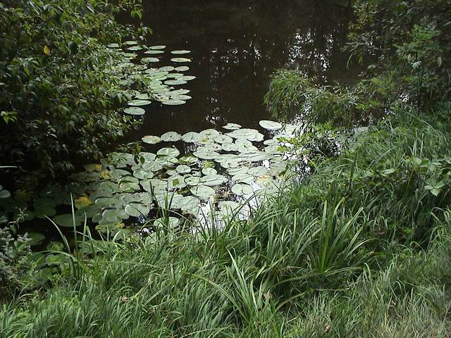 Teich ohne Polfilter