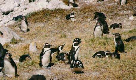 Eselspinguine am Stony Piont