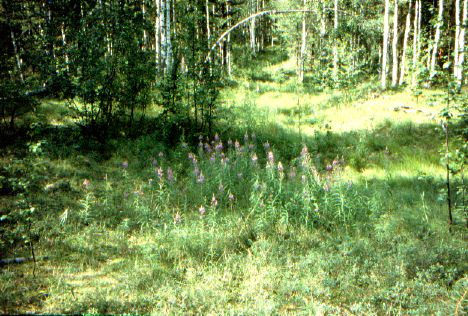 Blumen in der Taiga