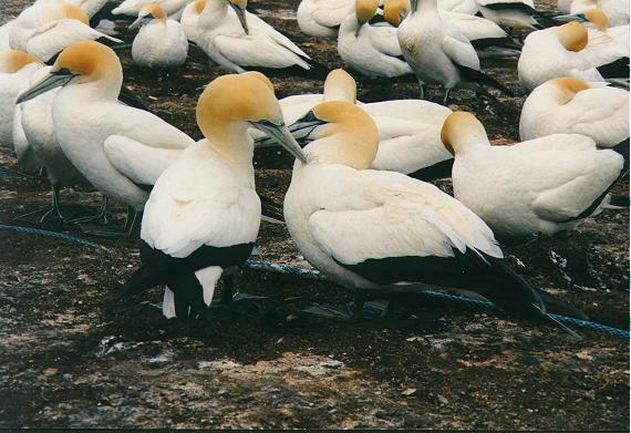 Tölpelkolonie am Cape Kidnappers
