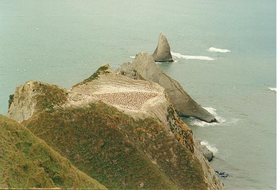 Tölpelkolonie am Cape Kidnappers